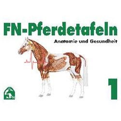 Zeige Details für FN-Pferdetafeln, Set 1 - Anatomie und Gesundheit Bild von FN-Pferdetafeln, Set 1 - Anatomie und Gesundheit